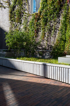 Greenery ivy and plants fill an urban courtyard space as exterior shadows fall across a wall beside modern architecture in daylight