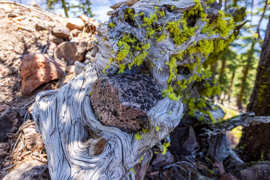 Close-up of weathered and twisted Juniper tree growing on rock
