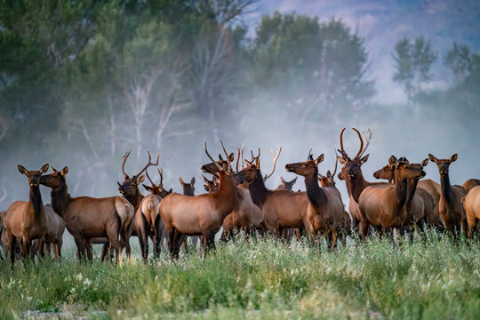 USA, Idaho, Bellevue, Large hers of elk in grassy meadow