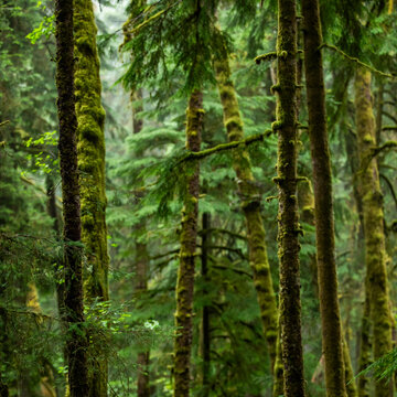 Dense coastal redwood forest