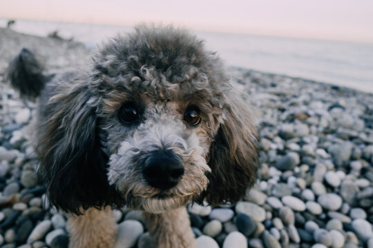 portrait of a dog puddel