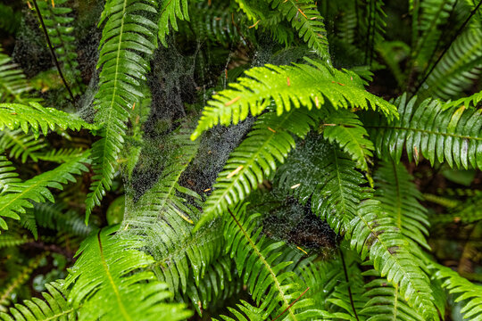 USA, California, Crescent City, Close-up of fern leaves with spider web