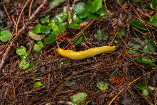 Yellow banana slug on redwood forest floor
