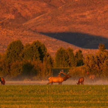 USA, Idaho, Bellevue, Elk herd grazing in grassy field at sunset