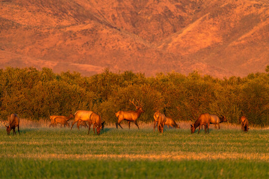 USA, Idaho, Bellevue, Elk herd grazing in grassy field at sunset
