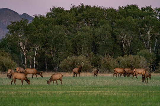 USA, Idaho, Bellevue, Elk herd grazing in grassy field at sunset