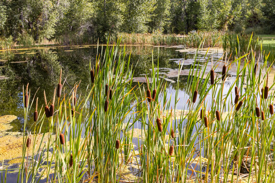 USA, Idaho, Bellevue, Calm pond with cattails on sunny day