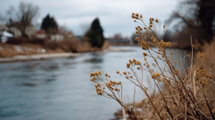Obraz premium Dry wildflower stems beside a calm river, soft focus winter landscape for nature background and copy space, quiet reflective mood for seasonal change and Earth Day