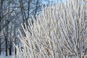 Frozen branches coated in glistening hoarfrost and rime ice crystals on a cold winter day outdoors