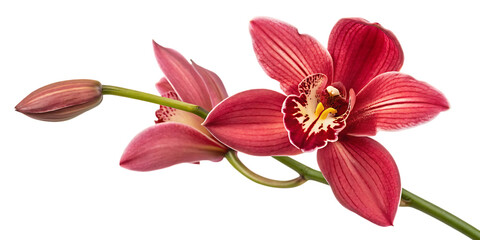 Fototapeta premium Side view of a vibrant red orchid flower with bud on a slender green stem isolated on a transparent background