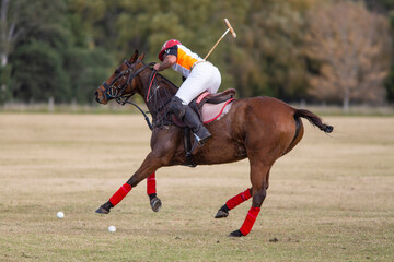 Polo horses, players, gear, equipment, tools, workers, field, sport