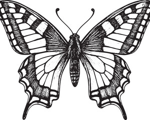 Black and White Hand Drawn Butterfly Illustration Isolated on White Background © toomotion