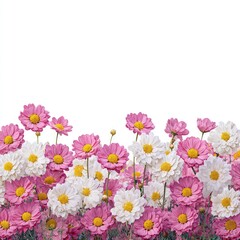 Pink And White Flowers Border On White Background