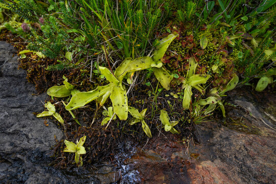 Common sundew and Large flowered butterwort, Cantabria, Spain