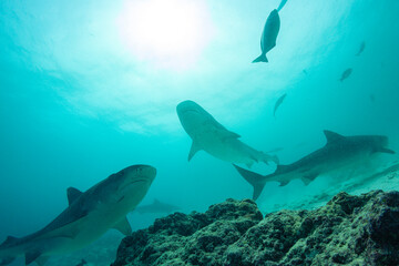 Tiger sharks swimming in clear waters of Maldives near Fuvahmulah Island during daylight