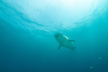 Obraz premium Tiger sharks swim in clear waters near Fuvahmulah island in Maldives during daytime