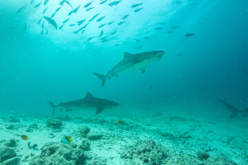 Tiger sharks swim in clear waters around Fuvahmulah island in the Maldives during a bright day