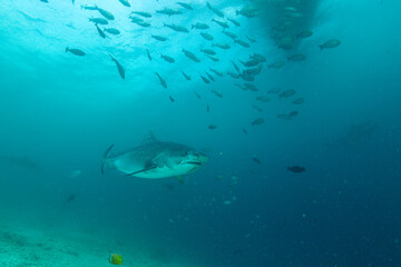 Fototapeta premium Tiger sharks swim in clear waters near the island of Fuvahmulah in the Maldives during a bright day