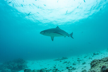 Naklejka premium Tiger sharks swim near the reef in the clear waters around Fuvahmulah Island in the Maldives during the day