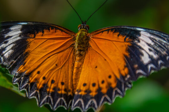 A beautiful butterfly in an aviary in Chiang Rai, Thailand.