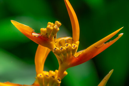 A beautiful butterfly in an aviary in Chiang Rai, Thailand.