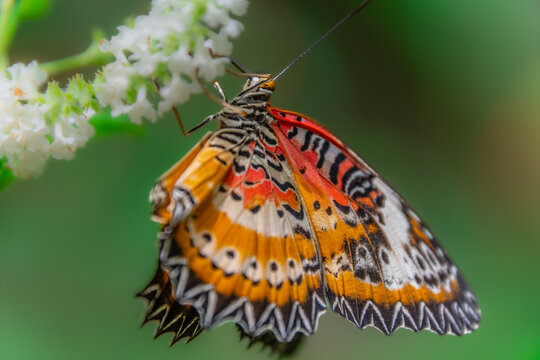 A beautiful butterfly in an aviary in Chiang Rai, Thailand.