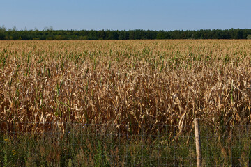 Vertockneter Mais (Zea mays) in Brandenburg	