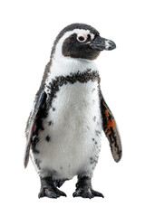 Obraz premium penguin 