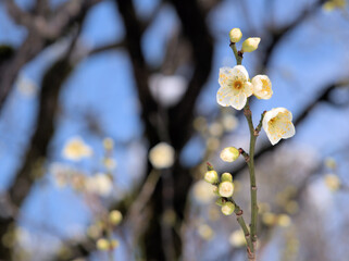 晴れた1月に美しく咲いた白い梅の花「月影（ツキカゲ）」