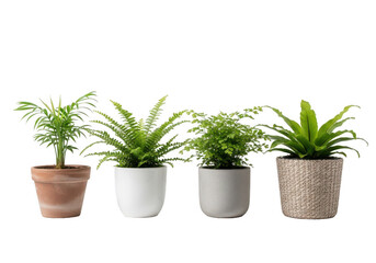 Fototapeta premium Collection of potted plants in different pots isolated on transparent background