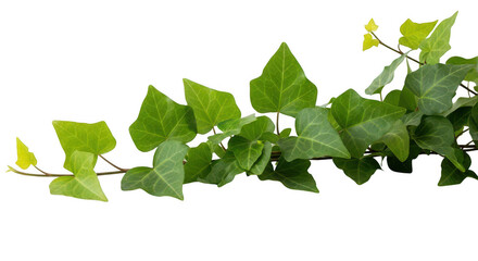 Green ivy leaves branch isolated on transparent background