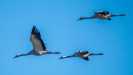 Fototapeta premium Crane flying in the sky during migration