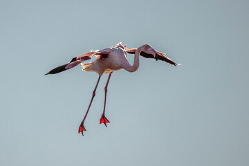 Obraz premium Pink flamingo flying over the marshes of Camargue, France