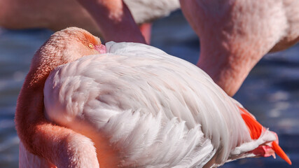 Fototapeta premium Close-up portrait of a pink flamingo on a pond in Camargue
