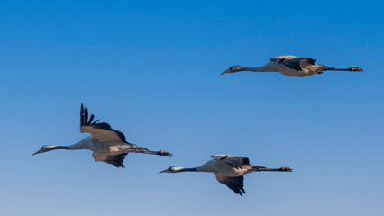 Fototapeta premium Crane flying in the sky during migration