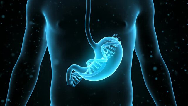 Anatomical Stomach Model on Human Body Structure in Blue Hologram for Medical Visualization and Digestion Research