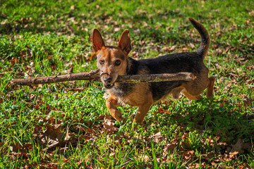 Perro peque&ntilde;o feliz con un palo gigante en la boca como si fuese un hueso