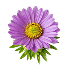 Obraz premium A vibrant purple aster flower with a yellow center and green leaves isolated on transparent background