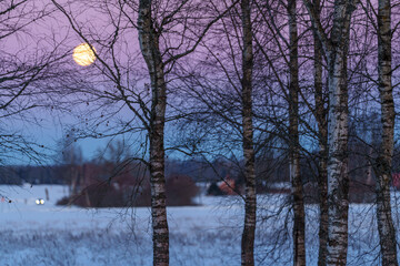 winter landscape with trees und moon © talavietis