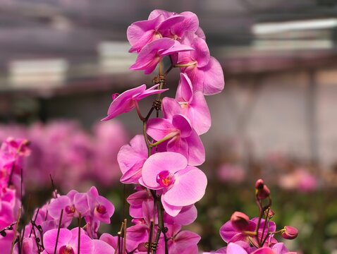 Vibrant pink orchids bloom in a lush greenhouse setting with soft bokeh background