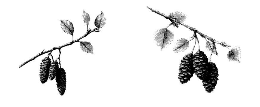 Ethereal Elegance: Alder Cones in Black and White
