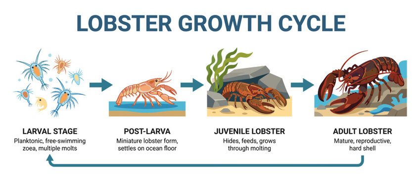 Illustration depicting the complete life cycle of a lobster, from larval stage to adult.
