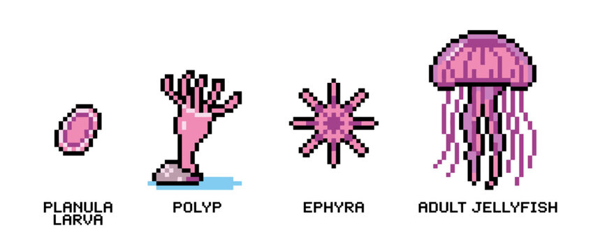 Illustration of the life cycle of a jellyfish, showing the planula larva, polyp, ephyra, and adult jellyfish stages.