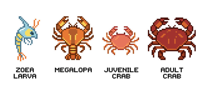 Illustration showing the different life stages of a crab, from zoea larva to adult crab.