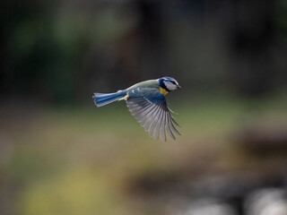 Obraz premium Blaumeise, Cyanistes caeruleus