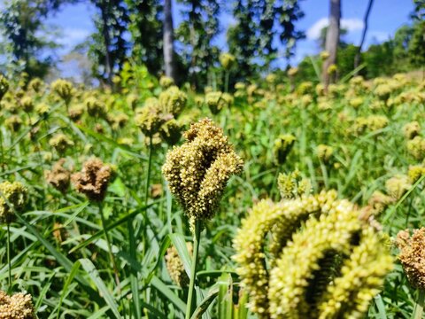 Kurakkan Flowers