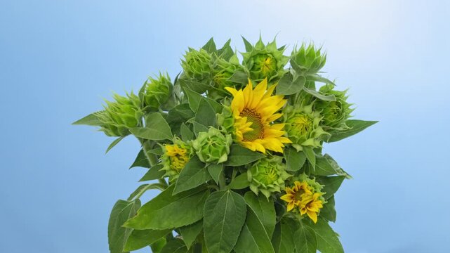 Macro time lapse blooming and wilting Sunflower bouquet close-up, isolated on blue background