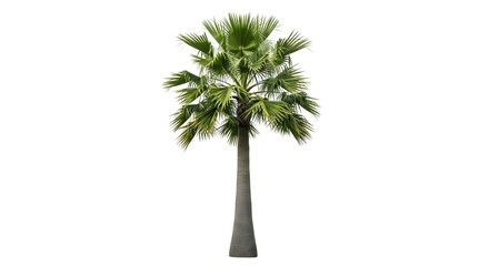 Fototapeta premium Tall green palm tree with fan shaped leaves isolated on white background tall palm fan palm green leaves