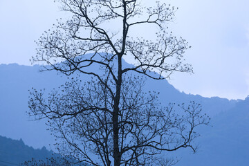 冬の落葉した木と山