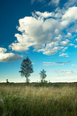 Obraz premium Two trees in a meadow and a white cloud in the blue sky